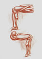 Michael Hensley Drawings, Human Anatomy 43